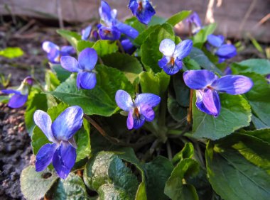 Mor bahçe baharın başlarında çiçek açar. Yakın plan.