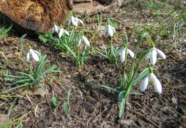 Baharın başlarında bahçede beyaz kar damlaları açar.