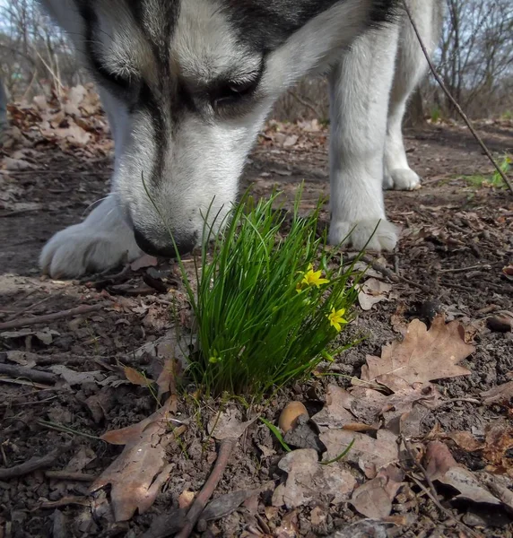 산보를 허스키 강아지는 과어린 풀숲을 맡는다 — 스톡 사진