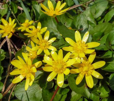 Kaluzhnitsa (Caltha) baharın bahçesinde çiçek açar.