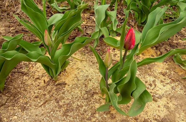 Φυτά Και Μπουμπούκια Τουλίπας Φυτρώνουν Στον Κήπο Της Άνοιξης Close — Φωτογραφία Αρχείου