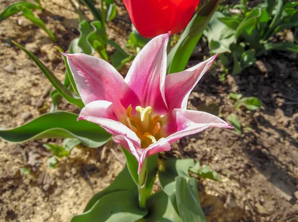 Morbido Tulipano Rosa Sullo Sfondo Giardino Primaverile Fiorito — Foto Stock