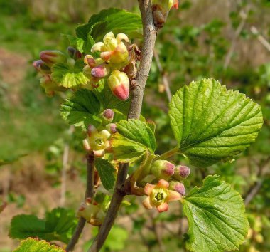 Genç tomurcuklar ve siyah frenk üzümü çiçekleri bir bahar bahçesinin arka planında