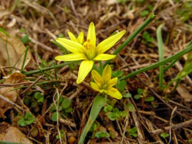 Baharın bahçesinde sarı kardamlası çiçekleri.