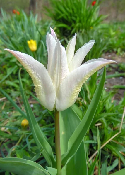 white tulip in the shape of a crown (lilyflowering) against the background of a blooming spring garden