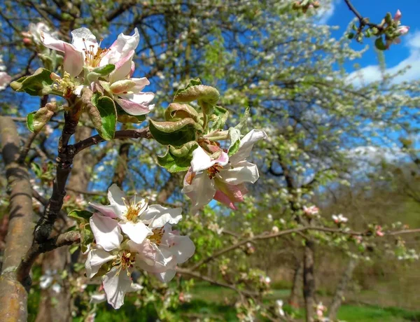 Мягкие Розовые Цветы Яблонь Фоне Цветущего Весеннего Сада — стоковое фото