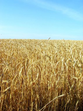Mavi gökyüzüne karşı buğday tarlası