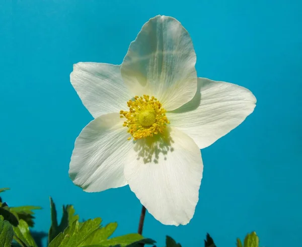 Flor Anémona Blanca Sobre Fondo Azul Cerca — Foto de Stock