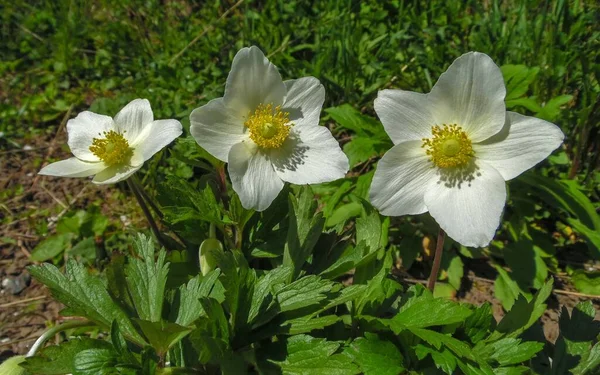 Flores Anémona Blanca Sobre Fondo Jardín Primavera — Foto de Stock
