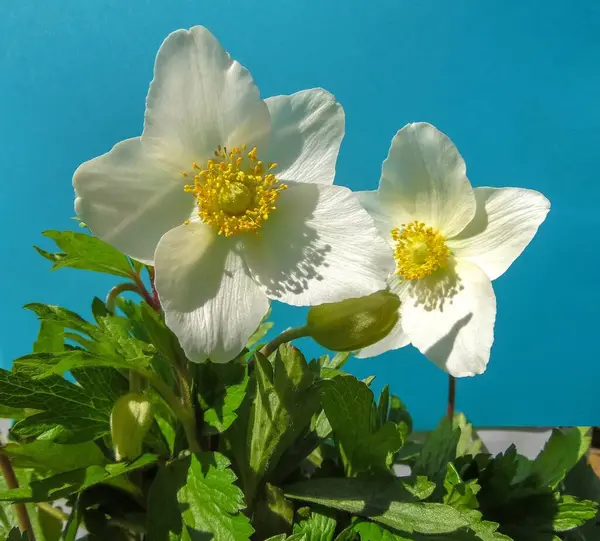 Flores Anón Blanco Sobre Fondo Azul Cerca — Foto de Stock