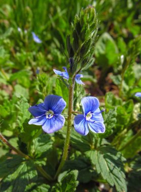  Baharın bahçesinde çiçek açan mavi unutma beni çiçekleri