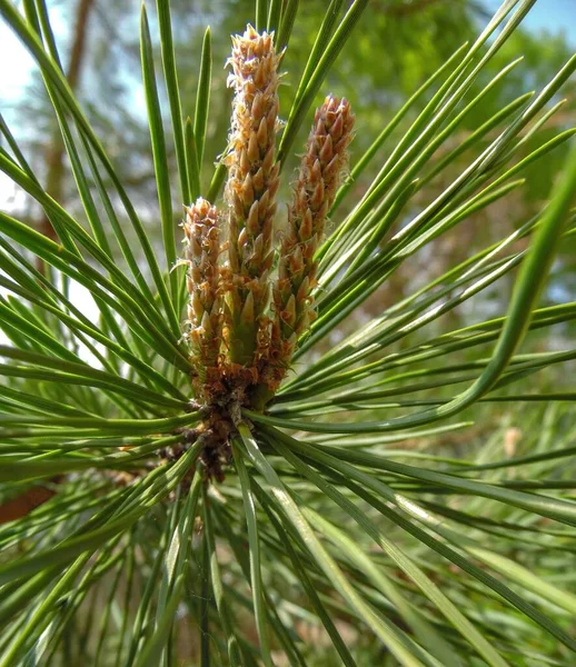 Sprouting Pine Buds Spring Close Royalty Free Stock Photos