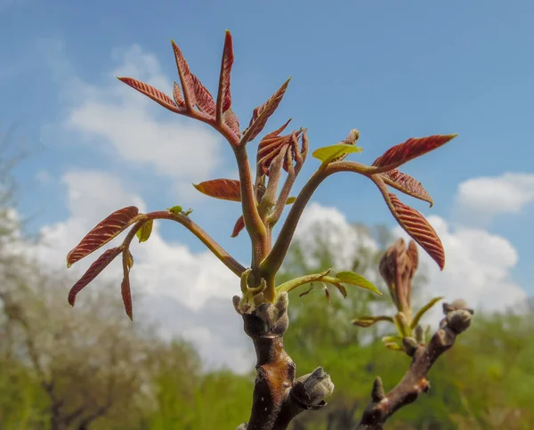 Germoglio Uva Bocciolo Contro Cielo Giardino Primaverile Primo Piano — Foto Stock