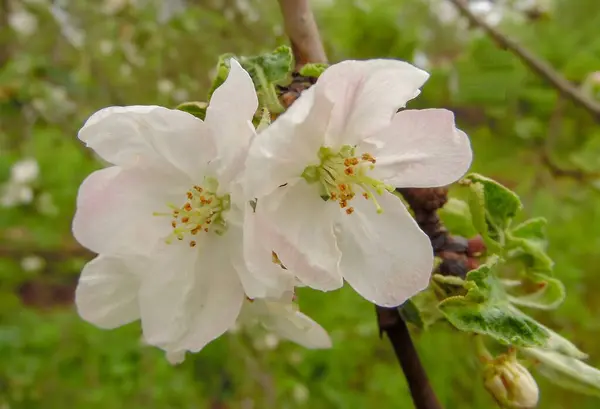 Mjuka Rosa Blommor Ett Äppelträd Mot Bakgrund Vår Trädgård — Stockfoto