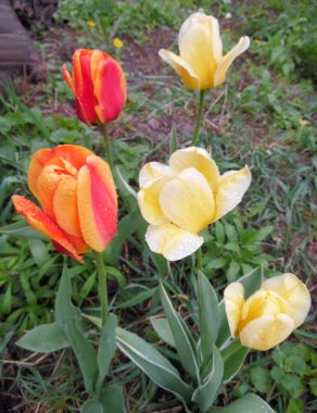 Bir bahar bahçesinde çiçek açan laleler