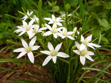 Bahar bahçesinde parlak beyaz ornithgalum (Beytüllahim Yıldızı) çiçekleri.