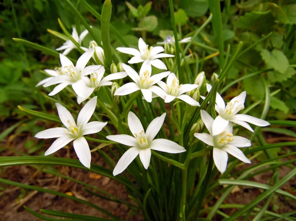 Ornithgalum Branco Brilhante Estrela Belém Flores Jardim Primavera Close Fotografia De Stock