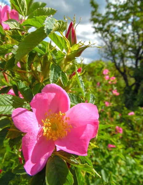 Rosa Rosa Mosqueta Flores Que Florecen Primer Plano Arbusto — Foto de Stock