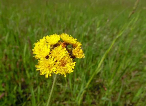 Amarelo Wildflower Cresce Prado Closeup — Fotografia de Stock