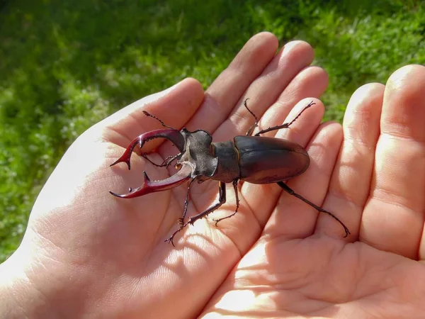 Hirschkäfer Sitzt Auf Der Handfläche Eines Kindes Auf Dem Hintergrund lizenzfreie Stockfotos