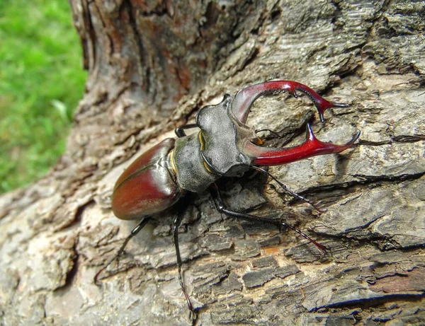 ツリーの近くに座っているカブトムシ鹿 — ストック写真