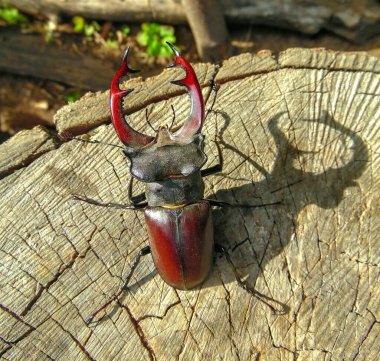 Kereste üzerinde sürünen böcek geyiği.