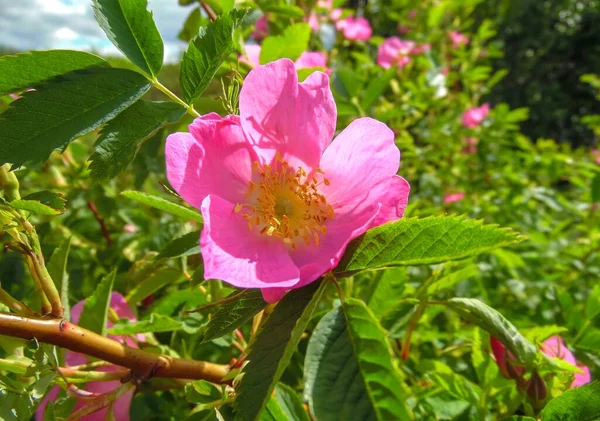 Różowe Kwiaty Róży Kwitnące Krzewie Zbliżenie — Zdjęcie stockowe