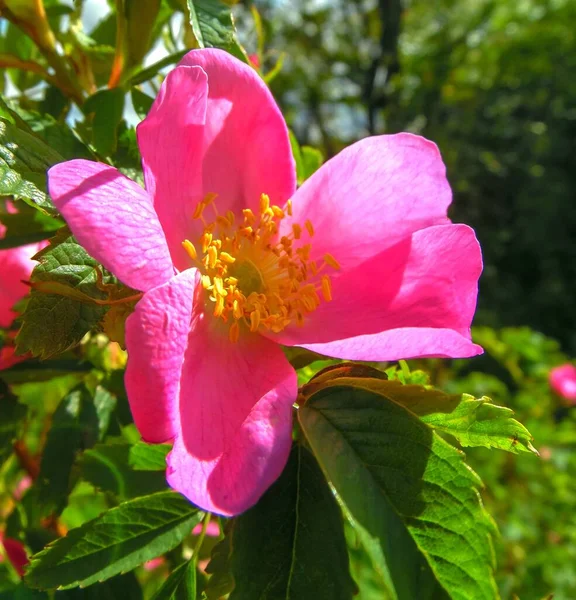 Pink Rosehip Flower Growing Bush Close — Stock Photo, Image