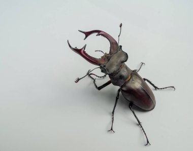 Böcek geyiği beyaz arka planda sürünür.