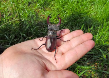 Bir çocuğun arka planında yakın planda oturan bir geyik böceği.