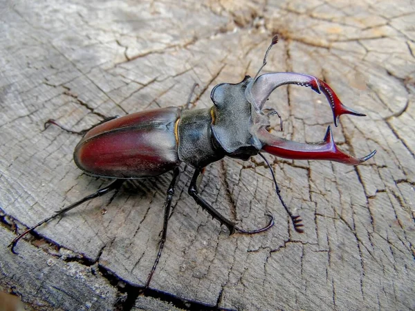 Beetle Deer Crawling Log Closeup — Stock Photo, Image