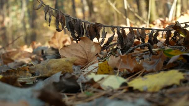 Osoba házející plastový sáček na zem v podzimním lese — Stock video