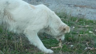 Beyaz evsiz köpek kemik yiyor.