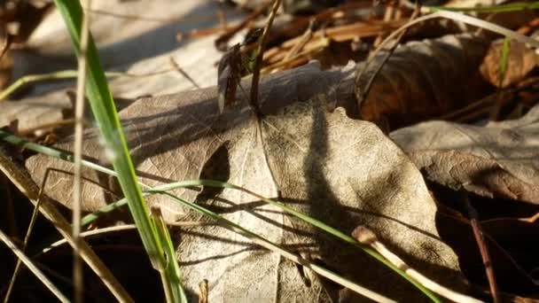 Punaise brune puante ou punaise de bouclier rampant sur des feuilles sèches 