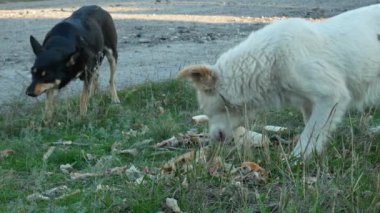 Sokak köpeklerini besliyor.