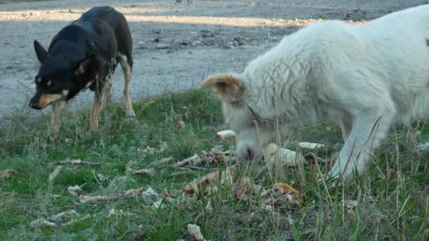 Het voeren van zwerfhonden — Stockvideo