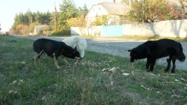 Sokak köpeklerini besliyor.
