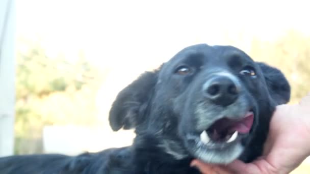 Портрет чёрной бродячей собаки, которую ласкает женщина — стоковое видео