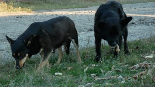 Nourrir les chiens errants 