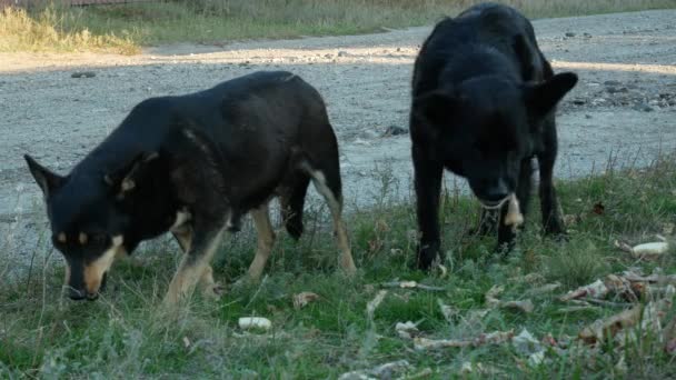 Alimentando cães vadios — Vídeo de Stock