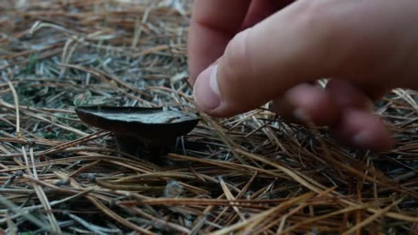 La mano masculina toca el hongo en el suelo del bosque — Vídeo de stock