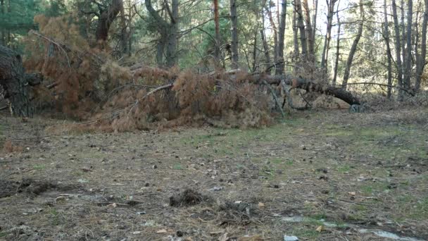 Pinheiro caído no meio da floresta — Vídeo de Stock