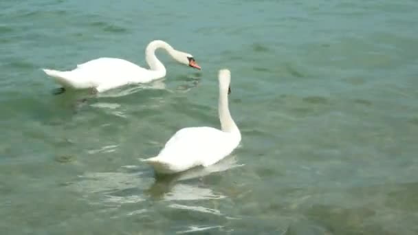 Hermosos cisnes y patos nadando en un cuerpo de agua — Vídeos de Stock