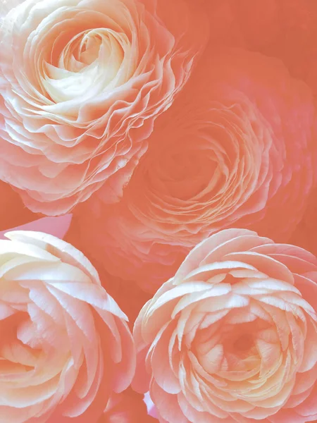 Güzel mercan gülleri yakın plan.