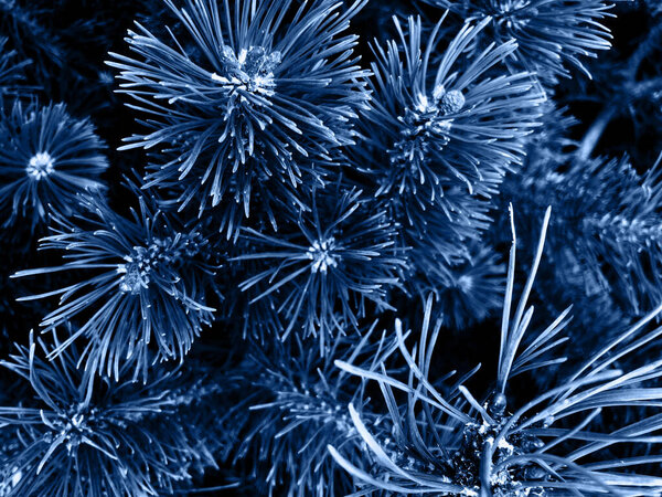 Fir tree. Background for christmas design.