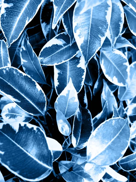 Closeup photo of Ficus Benjamina Kinky leaf. Royalty Free Stock Images