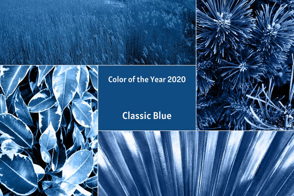 Collage of different plants in trendy blue color.