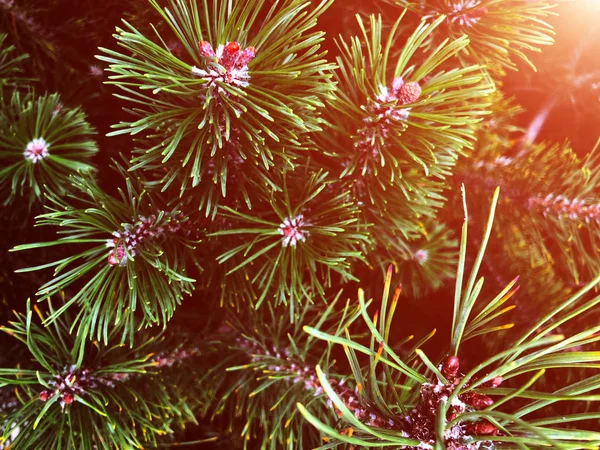 Abeto. Fundo para o projeto de Natal . — Fotografia de Stock