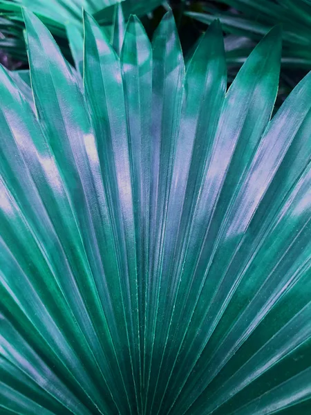 Schöne grüne Palma Blatt Hintergrund. — Stockfoto