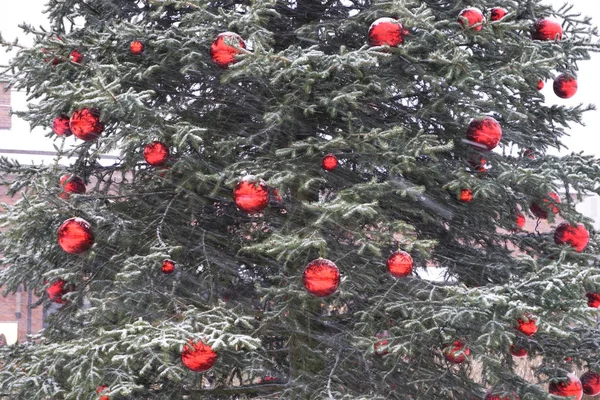 Pino con bolas rojas de Navidad y espacio para texto —  Fotos de Stock